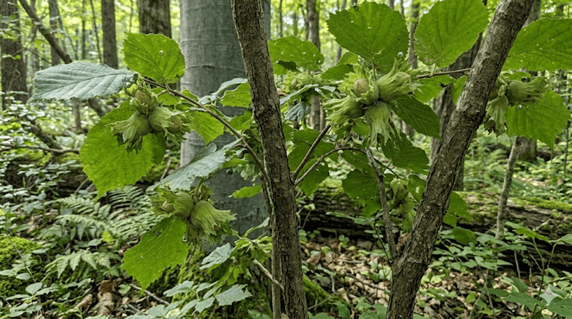 American Hazelnut